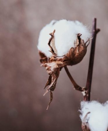 The Nuda Project Detailed close-up of a dried cotton plant branch, highlighting the soft white fiber against a neutral background.