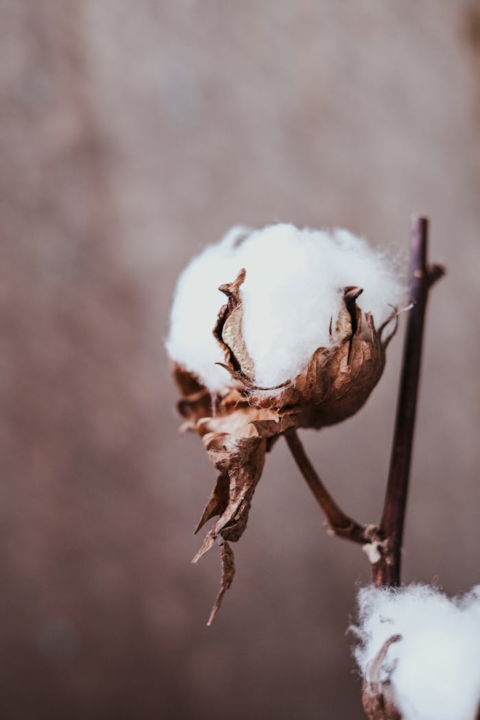 ours-journey Detailed close-up of a dried cotton plant branch, highlighting the soft white fiber against a neutral background.